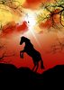 horse
