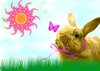 Easter bunny 2