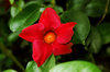 Flower in my garden