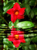 red reflection