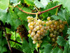 grape in a raining day