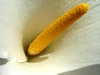 calla lily