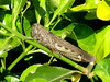 locust
