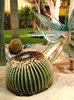 Plants and cactus