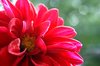 dahlia