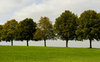 Trees