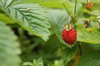 Wild strawberry
