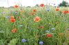 field