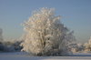Frozen Tree
