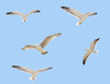Seagulls in flight