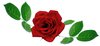 rose