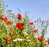 corn flower seires