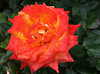 flaming rose