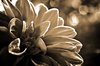 Sepia Toning