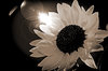 Sepia toning