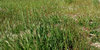 block of weeds