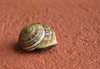 garden snail