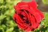 red rose