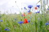 field
