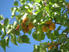 Apricots