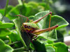 grasshopper