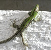 curious lizzard