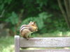 Chipmunk