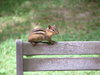 Chipmunk