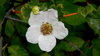 Wild Rose