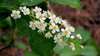 Wild Flowers