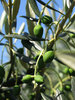 olive tree