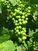 white grapes