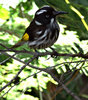 new Holland honeyeater
