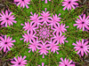 pink daisy garden circle