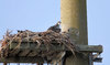 Juvenile Osprey
