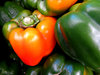 capsicums