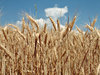 gold field