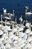 Swans