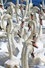 Swans