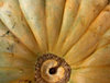 pumpkins