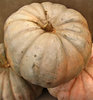 pumpkins