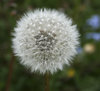 Dandelion seedhead