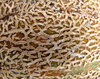 rock melon texture
