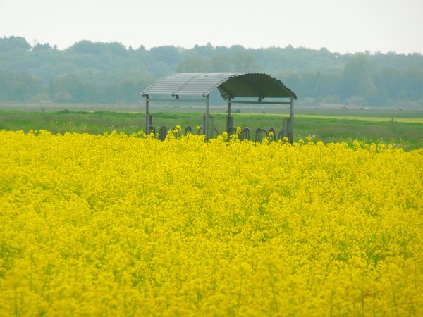 Rape 1: Bloomy yellow rape