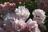 Garden roses