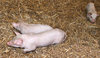 three little pigs