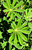symmetry of weeds