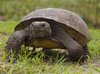 Florida Gopher Tortoise