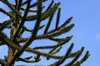 Monkey-puzzle tree