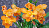 freesia gold